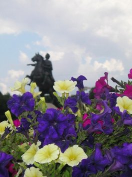 Picture